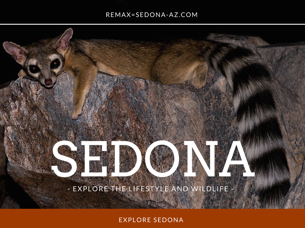 Sedona Living and the Local Wildlife